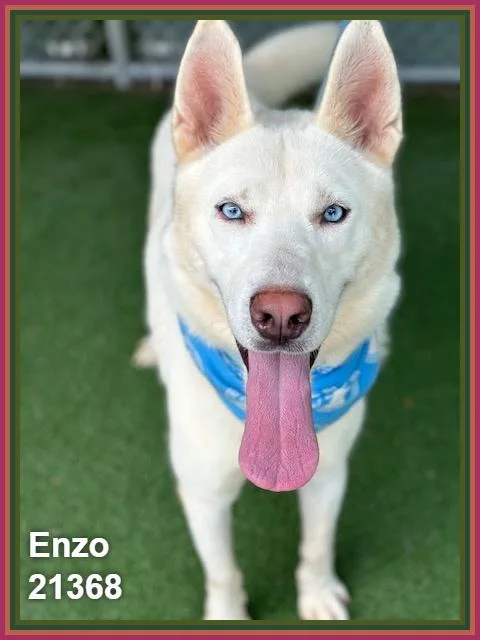 Enzo thumbnail 4