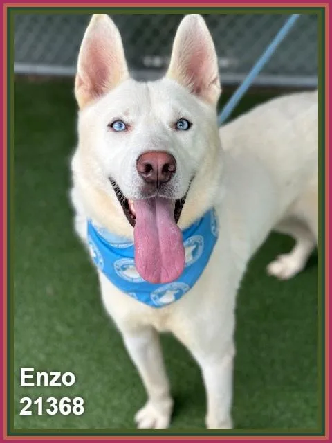 Enzo thumbnail 5