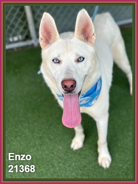 Enzo thumbnail 6