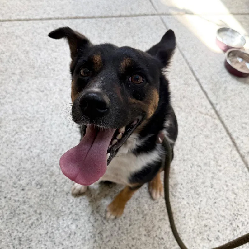 An adult medium-sized male Black Shepherd dog named Harvey Butler Campus for adoption in Flagstaff, AZ