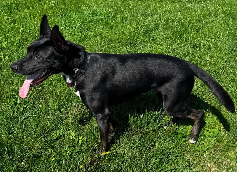 An adult large-sized female German Shepherd Dog dog named Jasmine for adoption in Sault Sainte Marie, MI