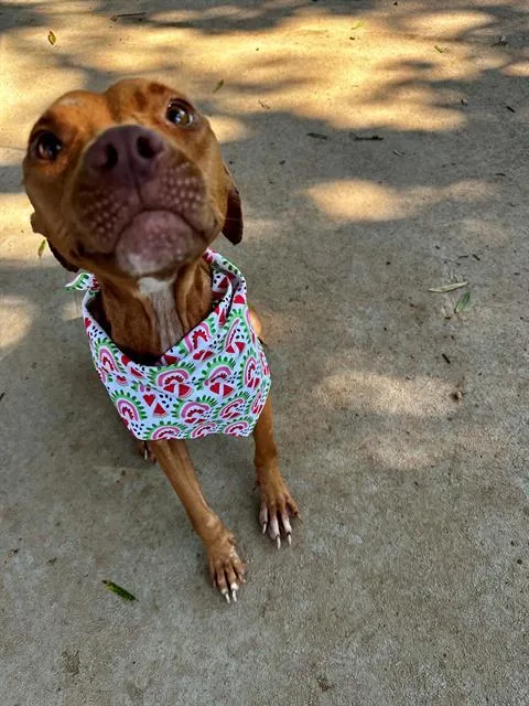 A young medium-sized female Mixed Breed dog named Vanilla Berry for adoption in Charlotte, NC