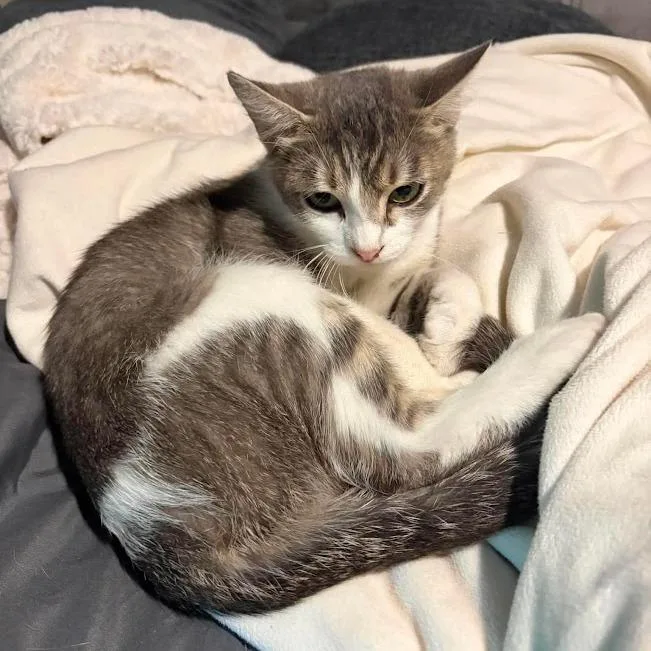 A young small-sized female Gray / Blue / Silver Domestic Short Hair cat named Piera for adoption in Sioux Falls, SD