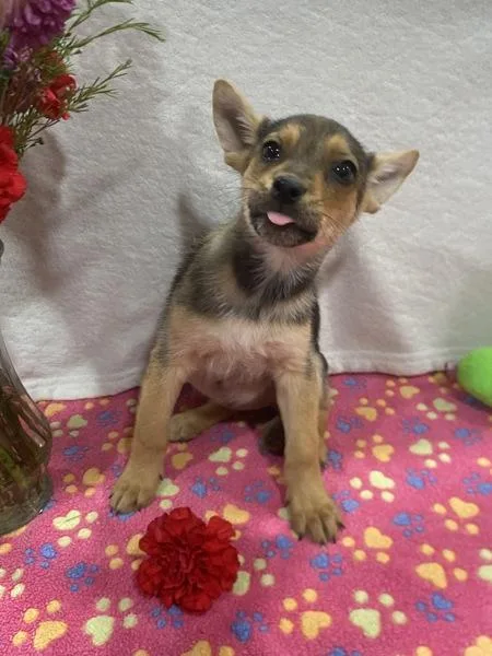 Pinkie Pie thumbnail 2