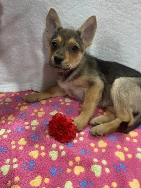 Pinkie Pie thumbnail 3