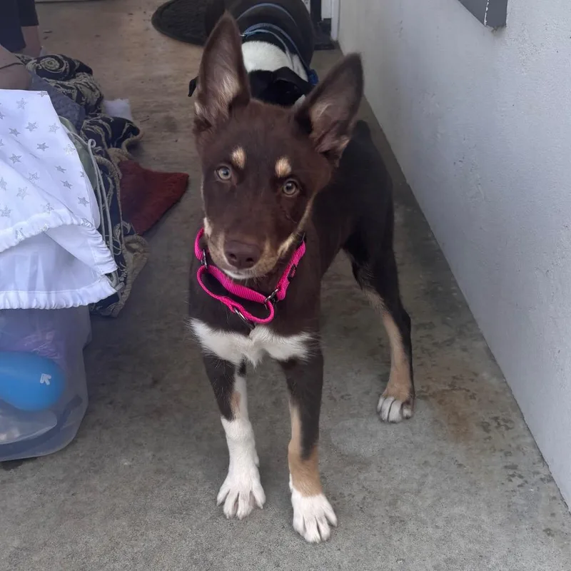 Penny Lane thumbnail 2