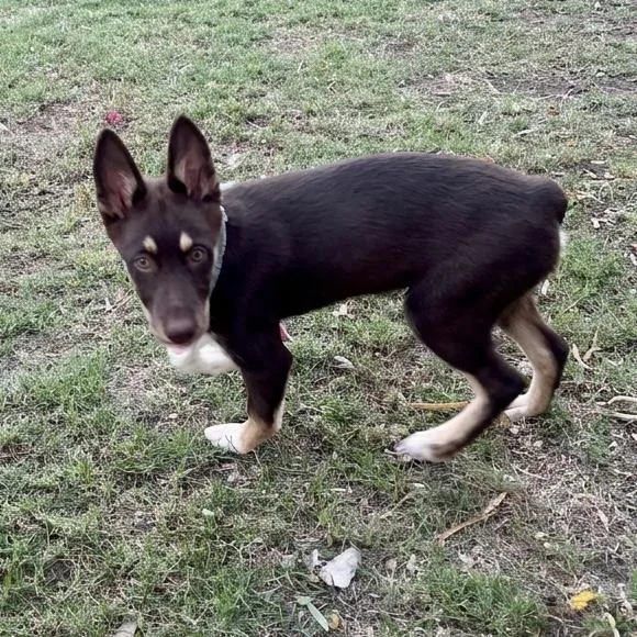 Penny Lane thumbnail 3