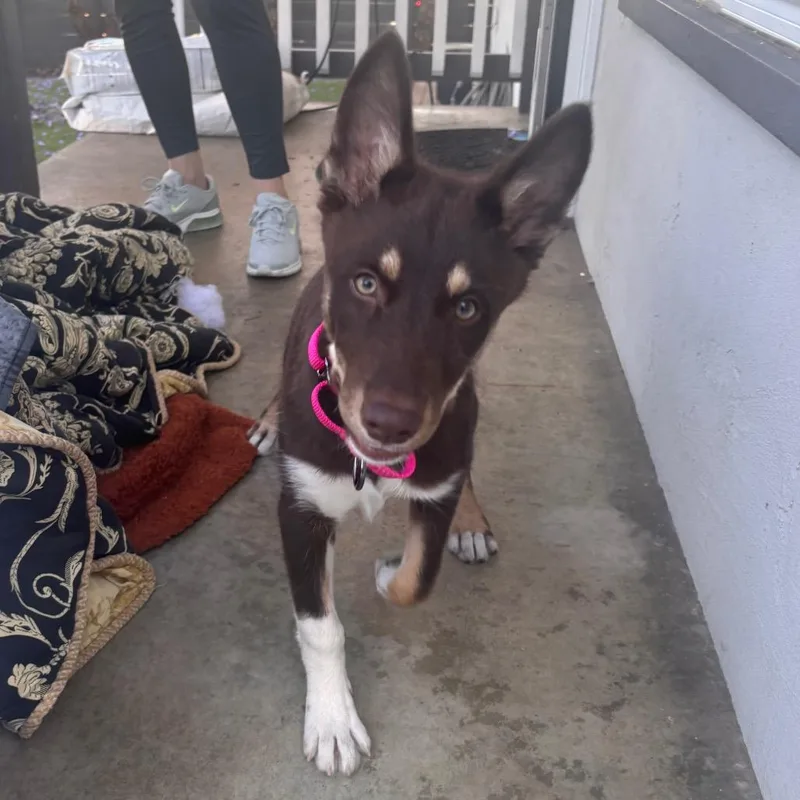 Penny Lane thumbnail 4