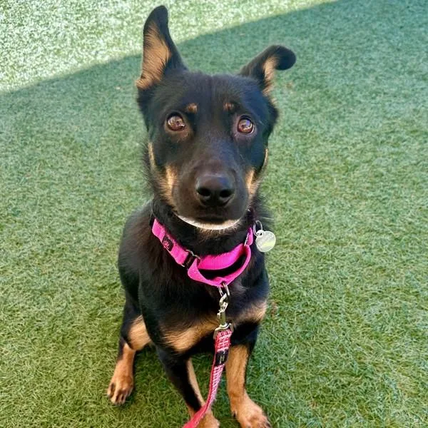 A young medium-sized female Australian Kelpie dog named Dolphin for adoption in Walnut Creek, CA