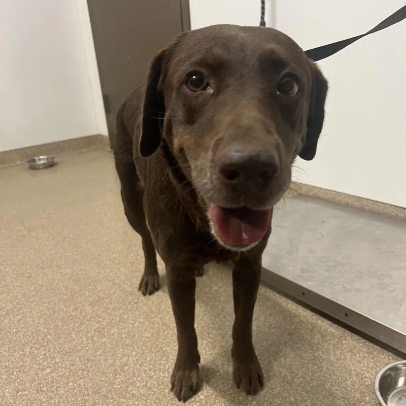 A senior large-sized female Brown / Chocolate Labrador Retriever dog named Hazel for adoption in League City, TX