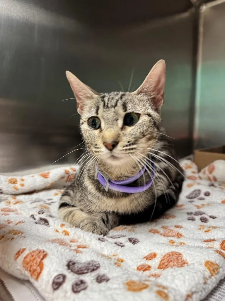 A young medium-sized female Domestic Short Hair cat named Demeter for adoption in Belton, TX