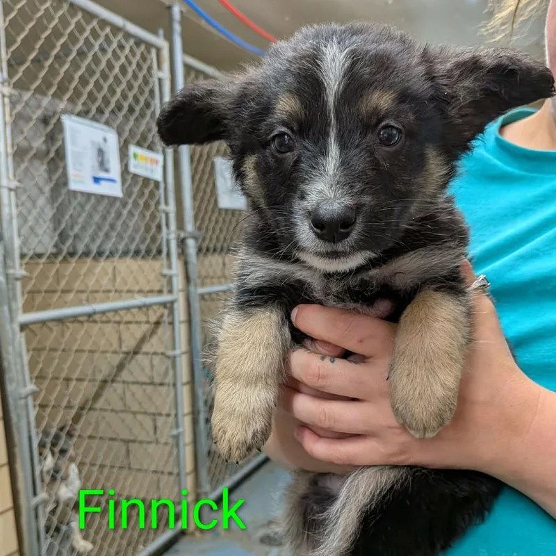 A baby small-sized male Brown / Chocolate German Shepherd Dog dog named Finnick for adoption in Greenville, PA
