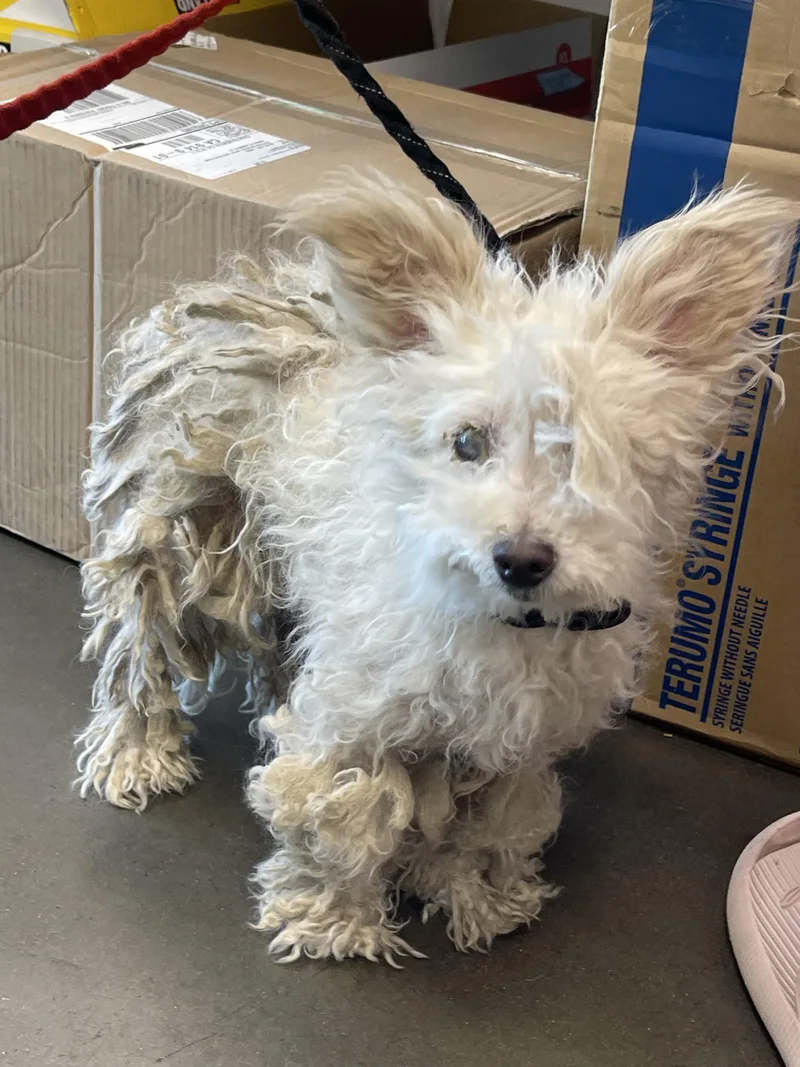 A senior small-sized female Fox Terrier dog named Davika for adoption in Chatsworth, CA