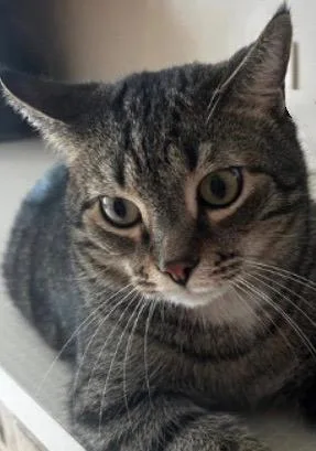 An adult medium-sized male Domestic Short Hair cat named Gentry for adoption in Lancaster, PA