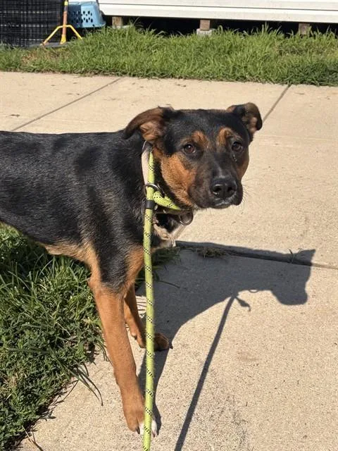 A young medium-sized female German Shepherd Dog dog named Pantera for adoption in Upper Marlboro, MD