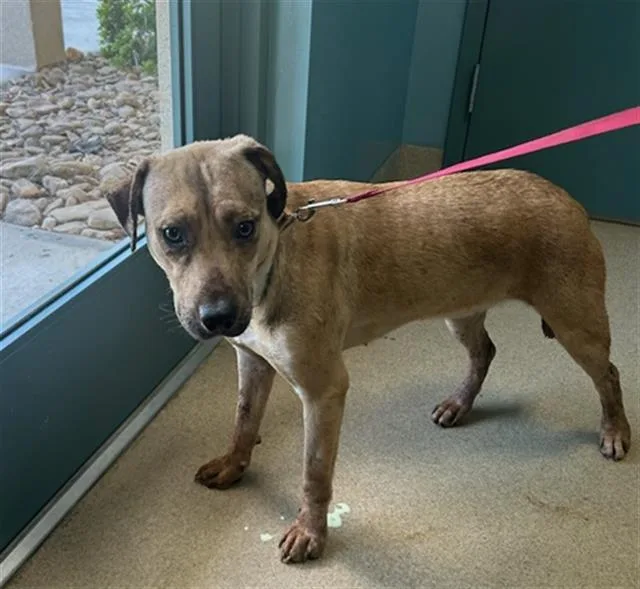 A young medium-sized female Pit Bull Terrier dog named Layla for adoption in Newton, NC