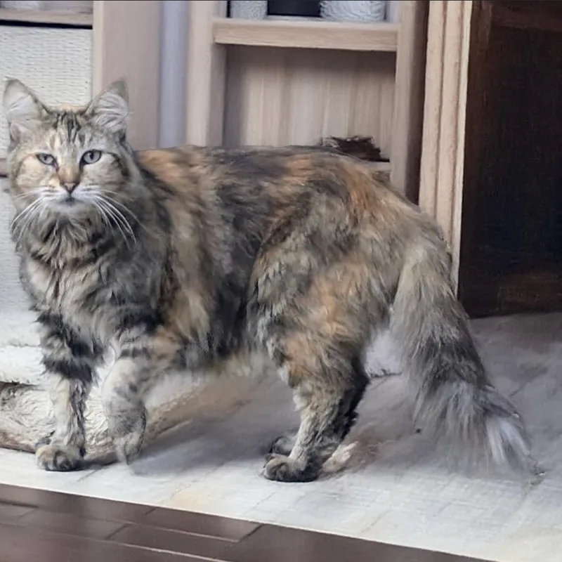 A senior medium-sized female Domestic Long Hair cat named Princess for adoption in Long Beach, CA