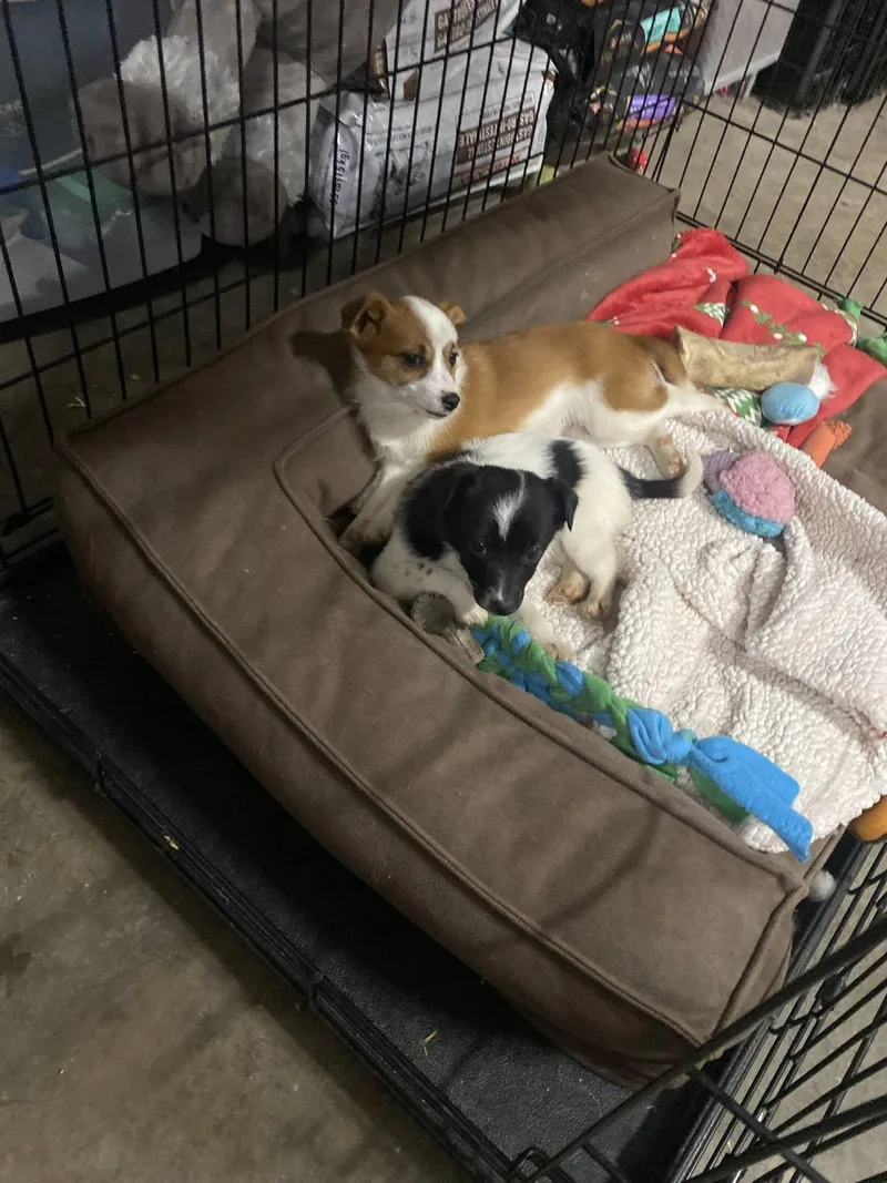 Chicken&waffles Breakfast Litter thumbnail 2