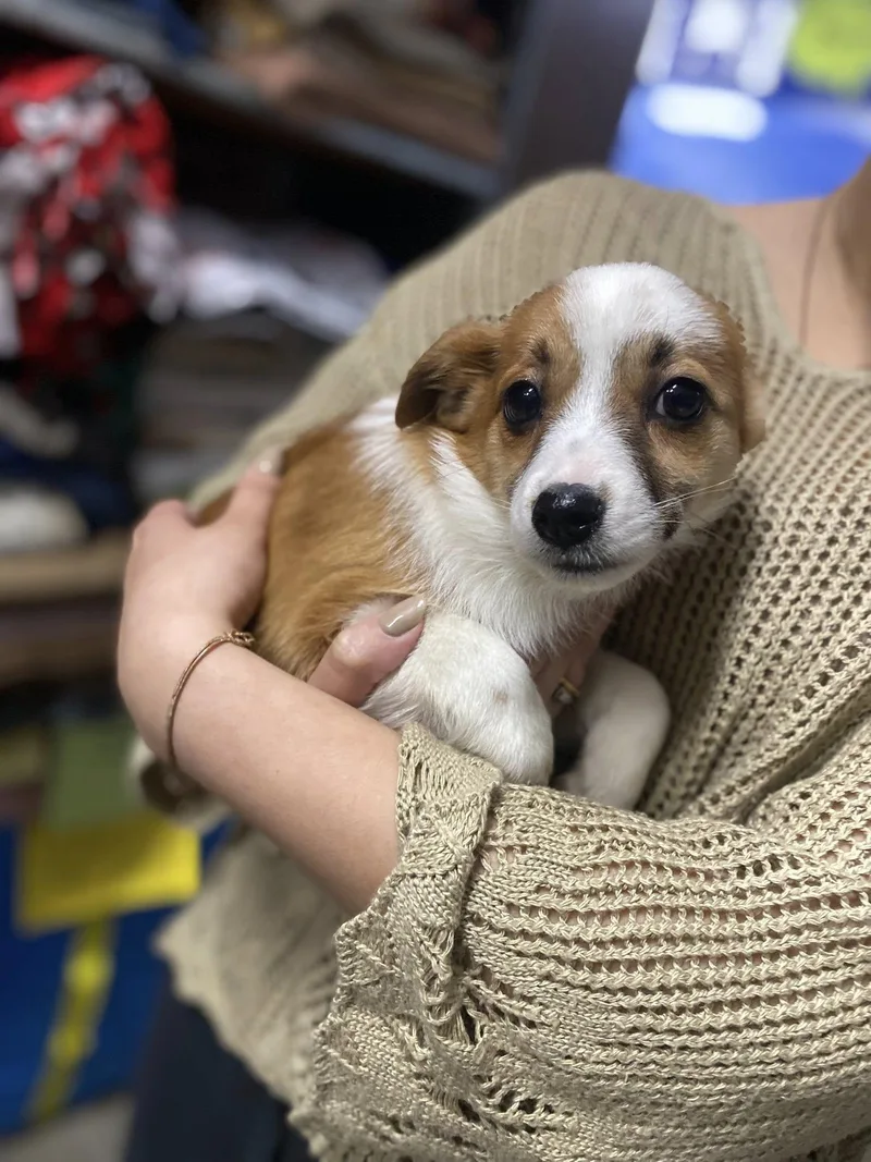 Chicken&waffles Breakfast Litter