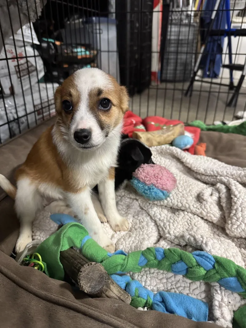 Chicken&waffles Breakfast Litter thumbnail 4