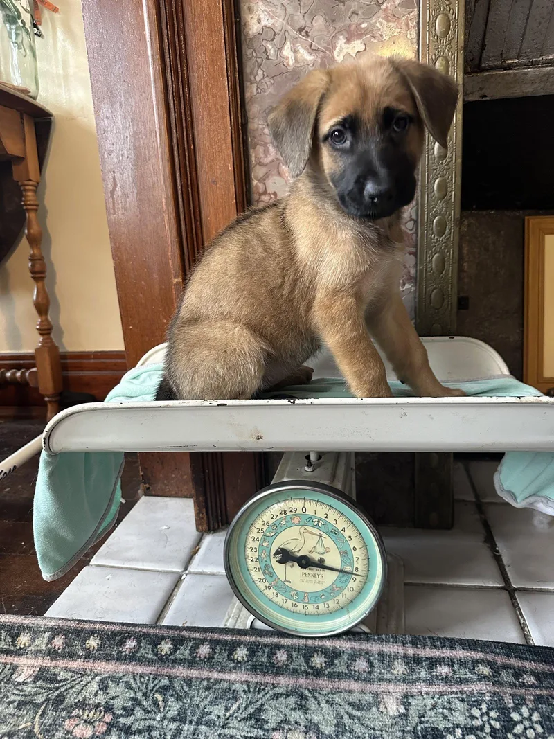 A baby medium-sized female Australian Shepherd dog named Heart Mercantile for adoption in Germantown, OH