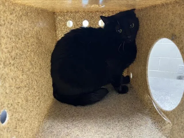 An adult small-sized female Domestic Short Hair cat named Cherry for adoption in Loveland, CO