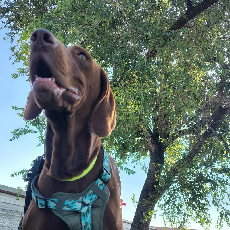 Daisy thumbnail 3