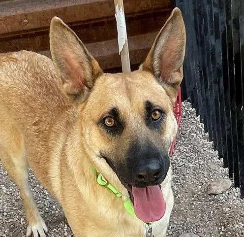 An adult medium-sized female German Shepherd Dog dog named Edwina for adoption in Tucson, AZ