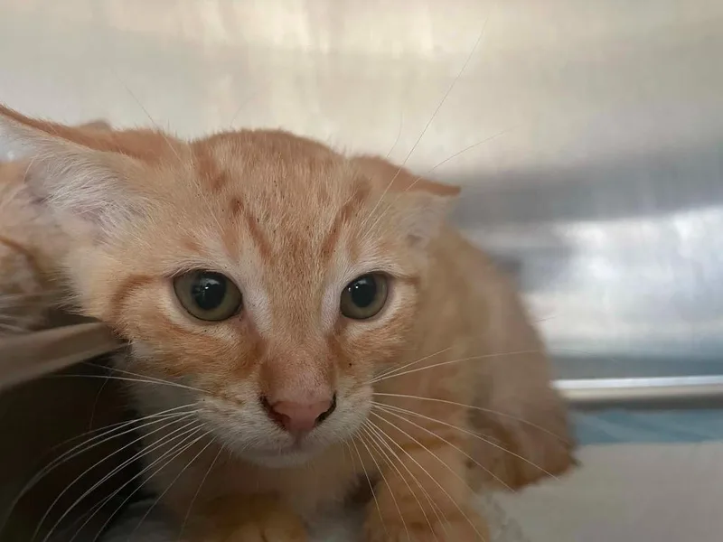A baby small-sized male Domestic Short Hair cat named Fred Weasley for adoption in Nashville, GA
