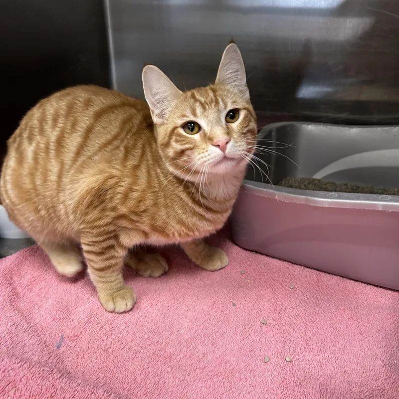 A young medium-sized male Tabby (Orange / Red) Domestic Short Hair cat named Chico for adoption in La Grange Park, IL