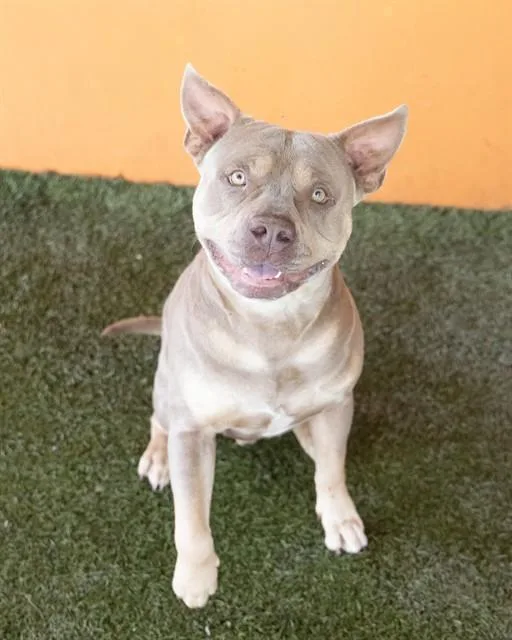 A young large-sized male American Bulldog dog named Gatsby for adoption in Miami, FL