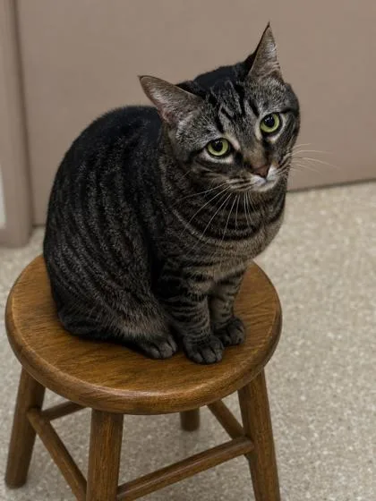 An adult medium-sized female Domestic Short Hair cat named Trixie $ for adoption in Seneca, SC
