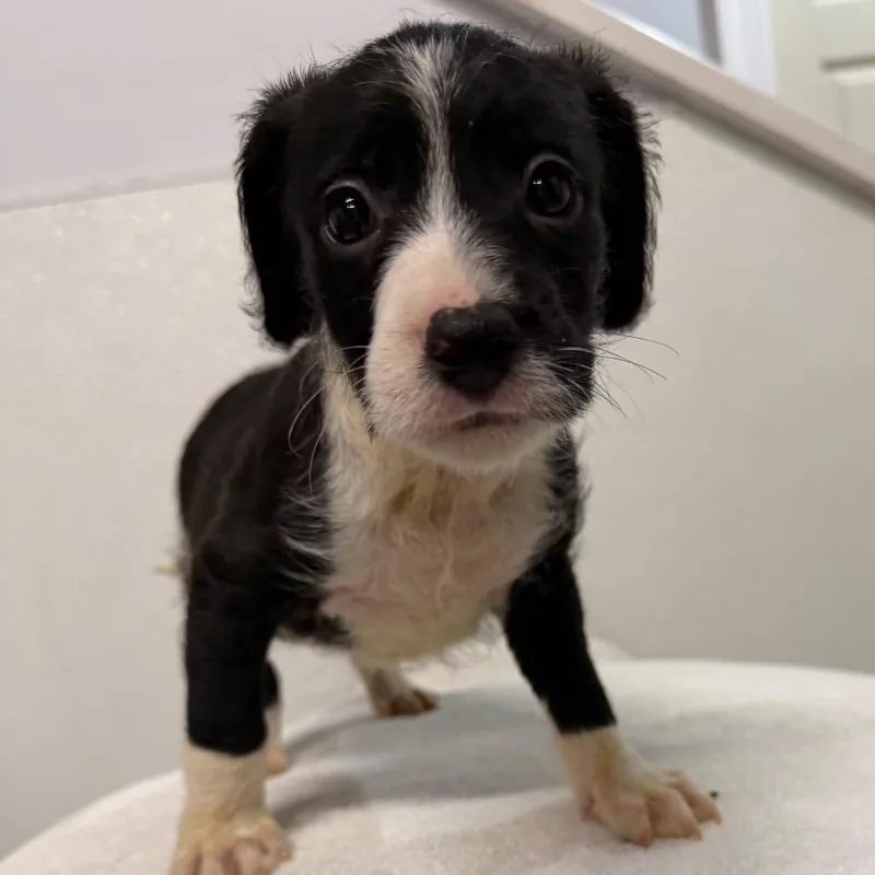 A baby medium-sized female Black Cavalier King Charles Spaniel dog named Janis for adoption in West Chester, PA