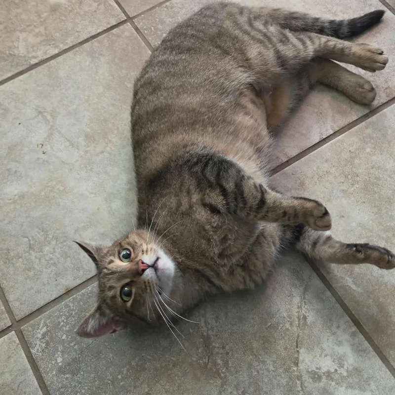 An adult medium-sized female Domestic Short Hair cat named Clarice for adoption in Royal Oak, MI