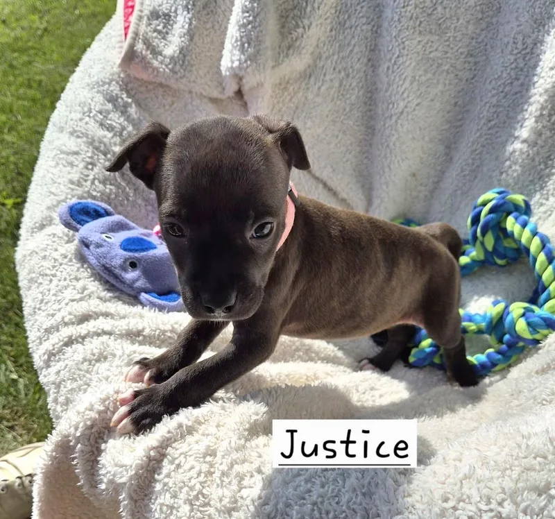 Justice