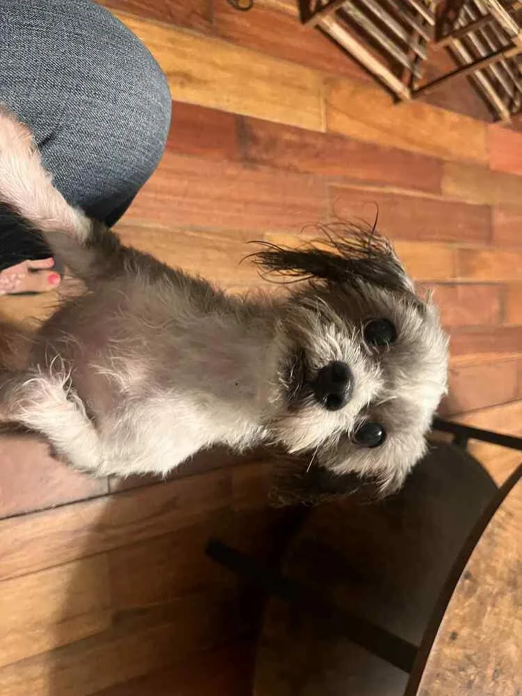 An adult small-sized male Gray / Blue / Silver Maltese dog named Benny for adoption in Acworth, GA
