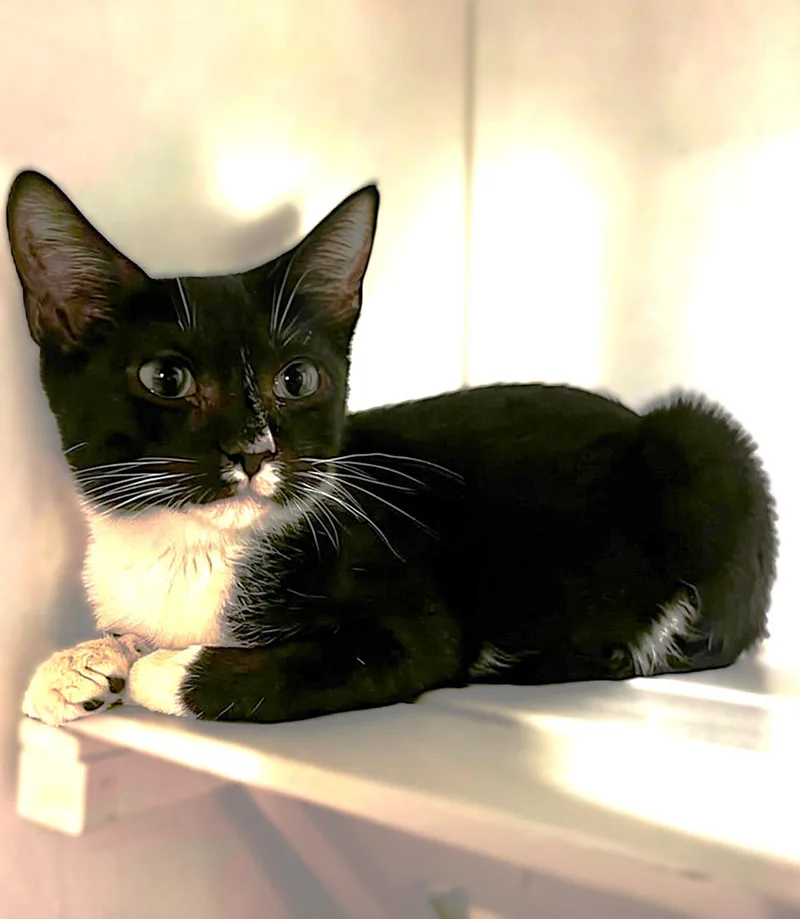 A baby medium-sized female Tuxedo cat named Gale for adoption in Fort Myers, FL