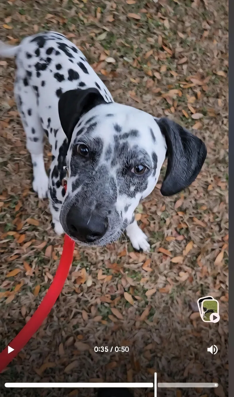 A young medium-sized male Dalmatian dog named Hero for adoption in Conway, SC