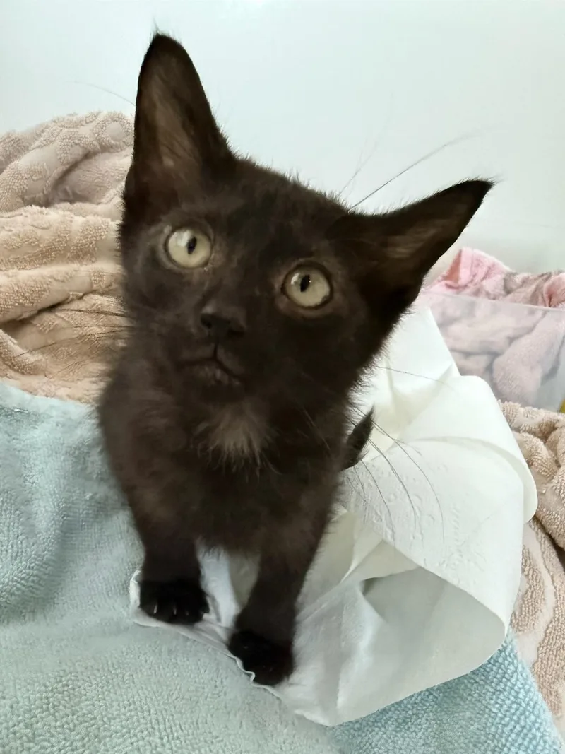 A baby small-sized male Black Domestic Short Hair cat named Buccee for adoption in Bayonne, NJ