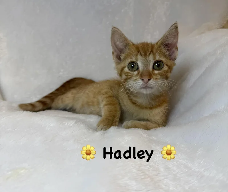 A baby medium-sized female Orange & White Domestic Short Hair cat named Hadley for adoption in Copley, OH