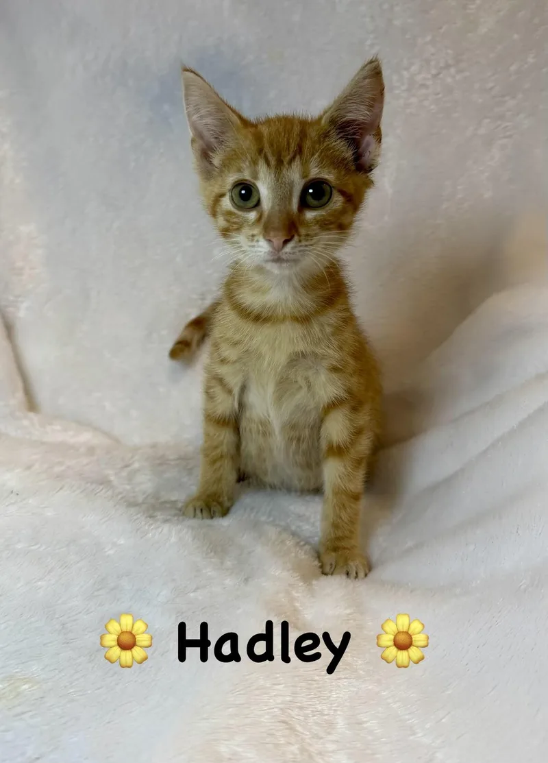 Hadley thumbnail 2