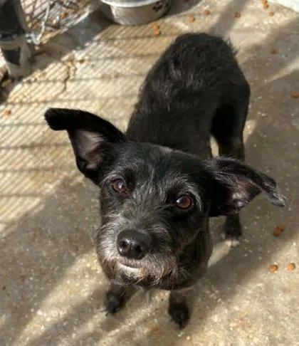 An adult small-sized male Terrier dog named Truman for adoption in Bowling Green, KY