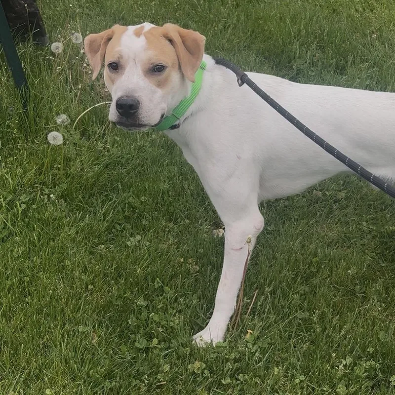 An adult medium-sized male White / Cream English Pointer dog named Henny for adoption in Easton, PA