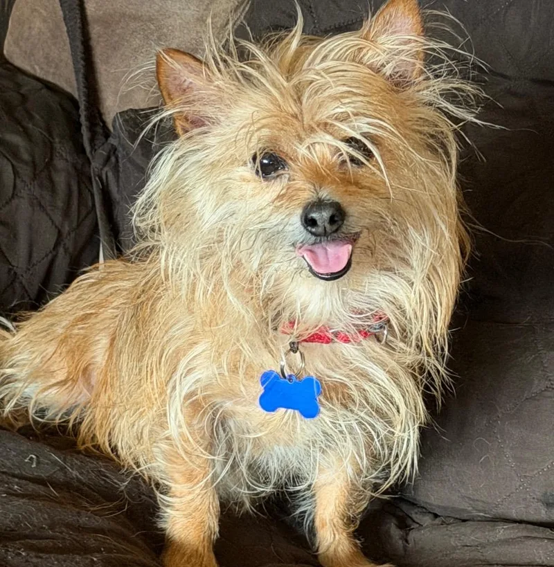 An adult small-sized male Cairn Terrier dog named Officer Sprinkles for adoption in Columbia, IL