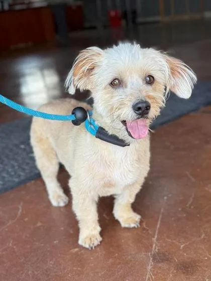 An adult small-sized male Shih Tzu dog named Chiquilin for adoption in Visalia, CA