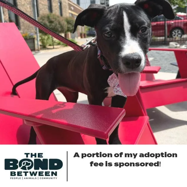 A baby small-sized female Black Pit Bull Terrier dog named Pixie D for adoption in Minnetonka, MN