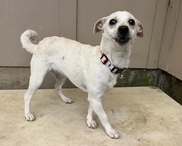 A young small-sized female Chihuahua dog named Mulberry for adoption in Santa Cruz, CA