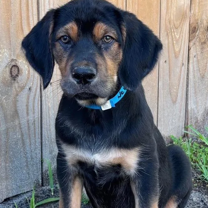 A baby medium-sized male Labrador Retriever dog named Gunner for adoption in Saint Petersburg, FL