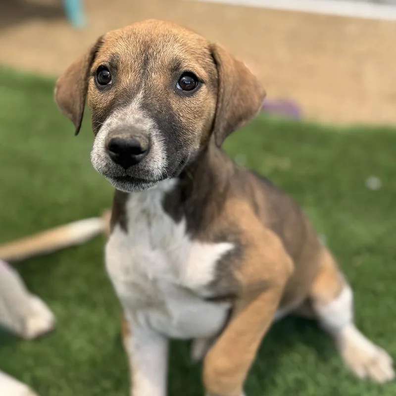 A baby large-sized female Shepherd dog named Boho Pup  Chic for adoption in San Diego, CA