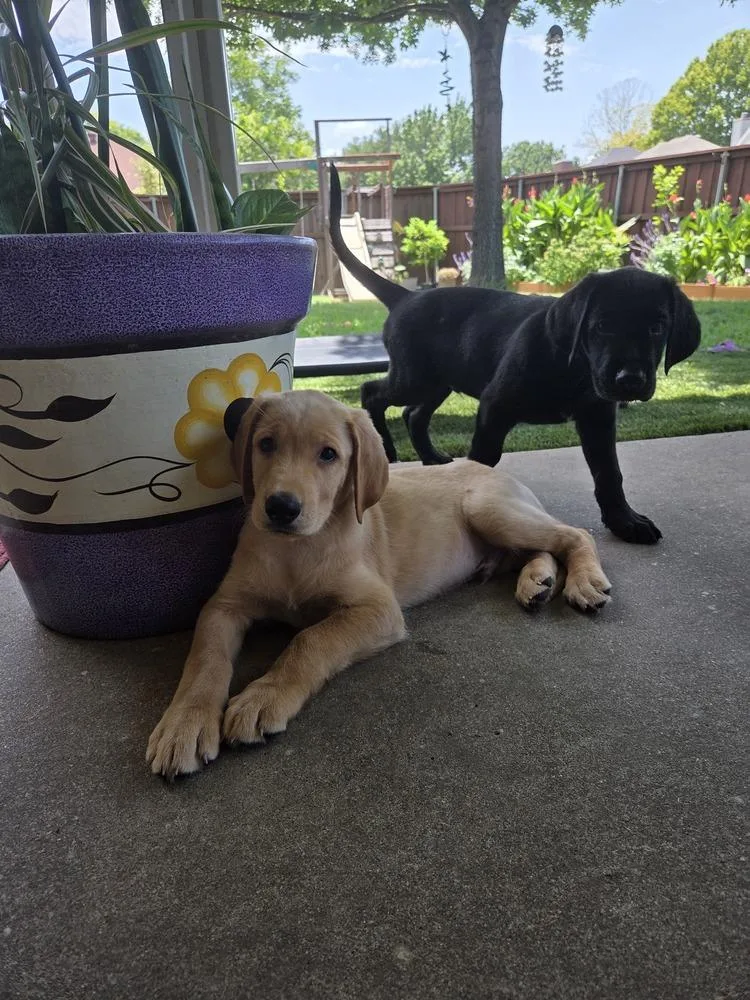 A baby large-sized male Yellow / Tan / Blond / Fawn Irish Setter dog named Bennie for adoption in Richardson, TX